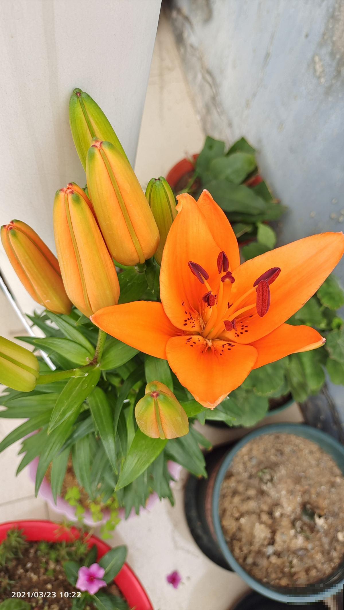 北方的楼房里养花，要选对品种，照样养得旺