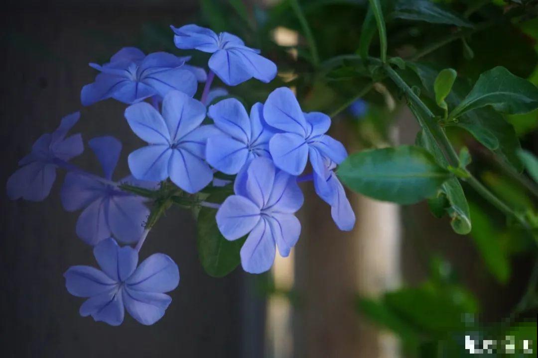 5月出门,收下这份百花图谱,啥花都能叫上名! 5月出门,收下这份百花图谱,啥花都能叫上名!