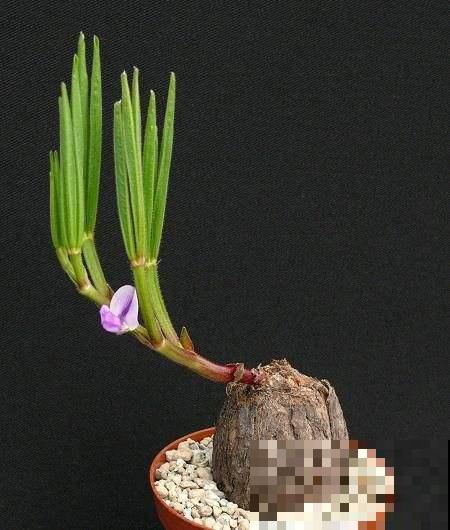 切洋葱会流泪？搞清楚原因，轻松守住泪腺！