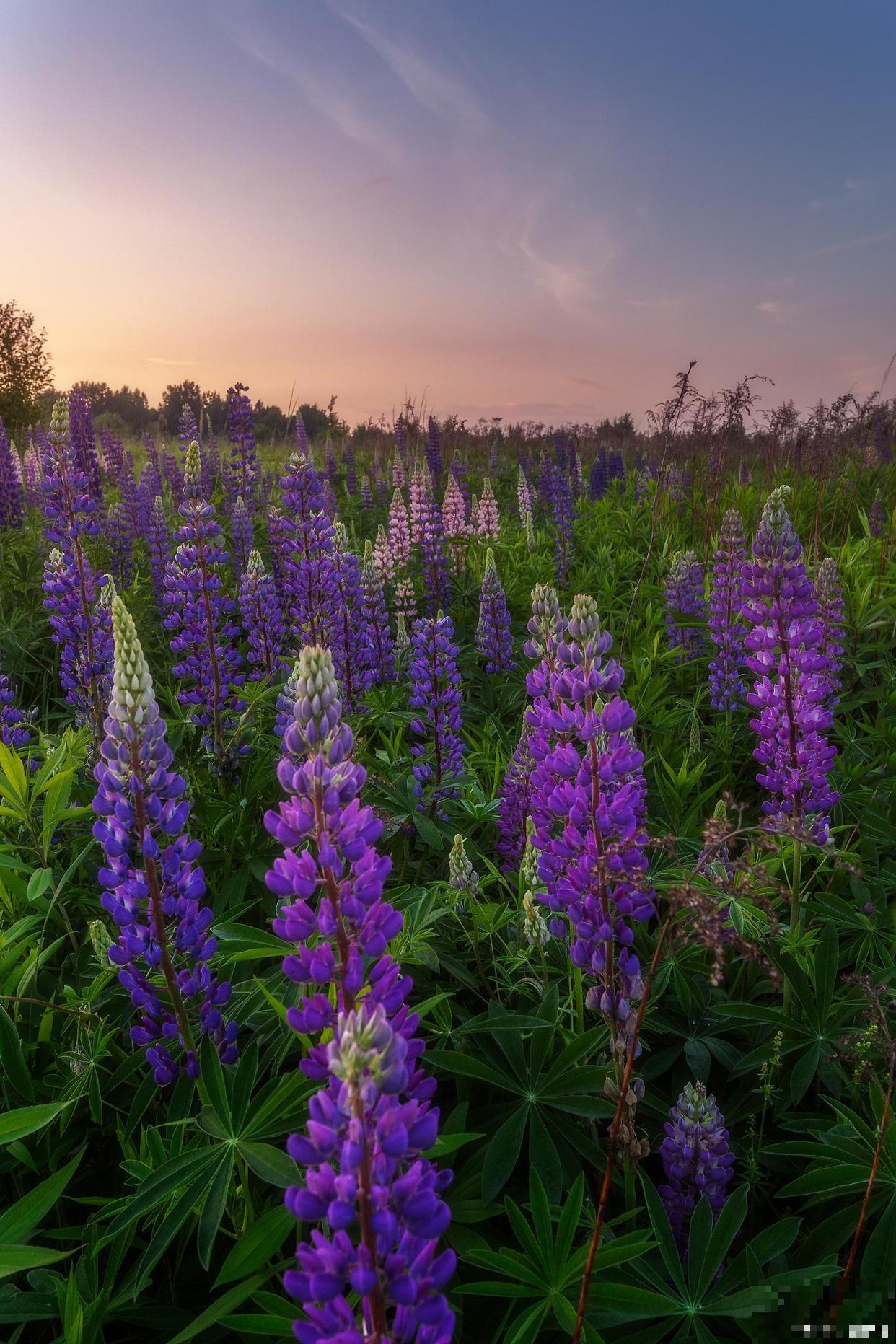 如果我有院子，一定种这3种花，天天有花赏！