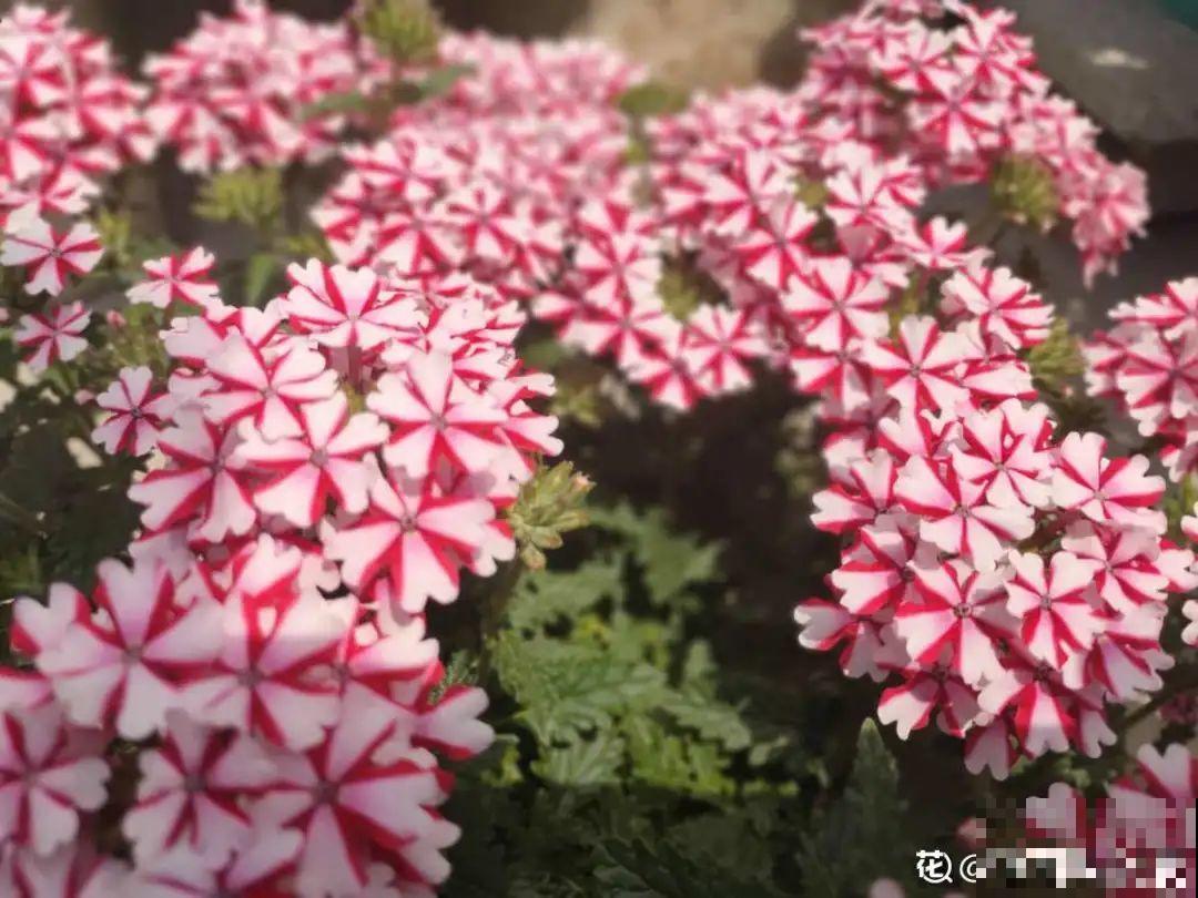 8种花赶紧剃头，剃得越狠，开花越多