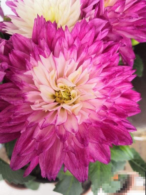 大丽花实用种植技巧，现在教你，年年花开不断！