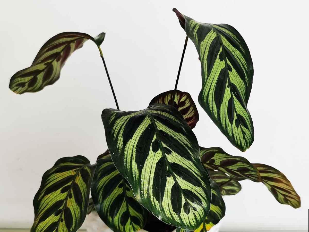 4种花天生“毛病多”,脾气大难伺候,养好几年才能养好! 4种花天生“毛病多”,脾气大难伺候,养好几年才能养好!