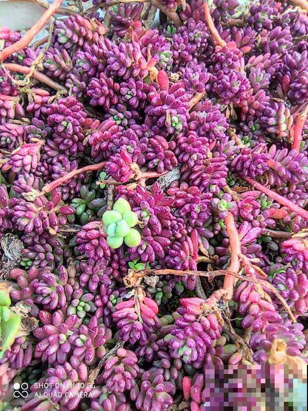 沾土就活的花，叶子掉土里，呼呼蹿出小肉芽