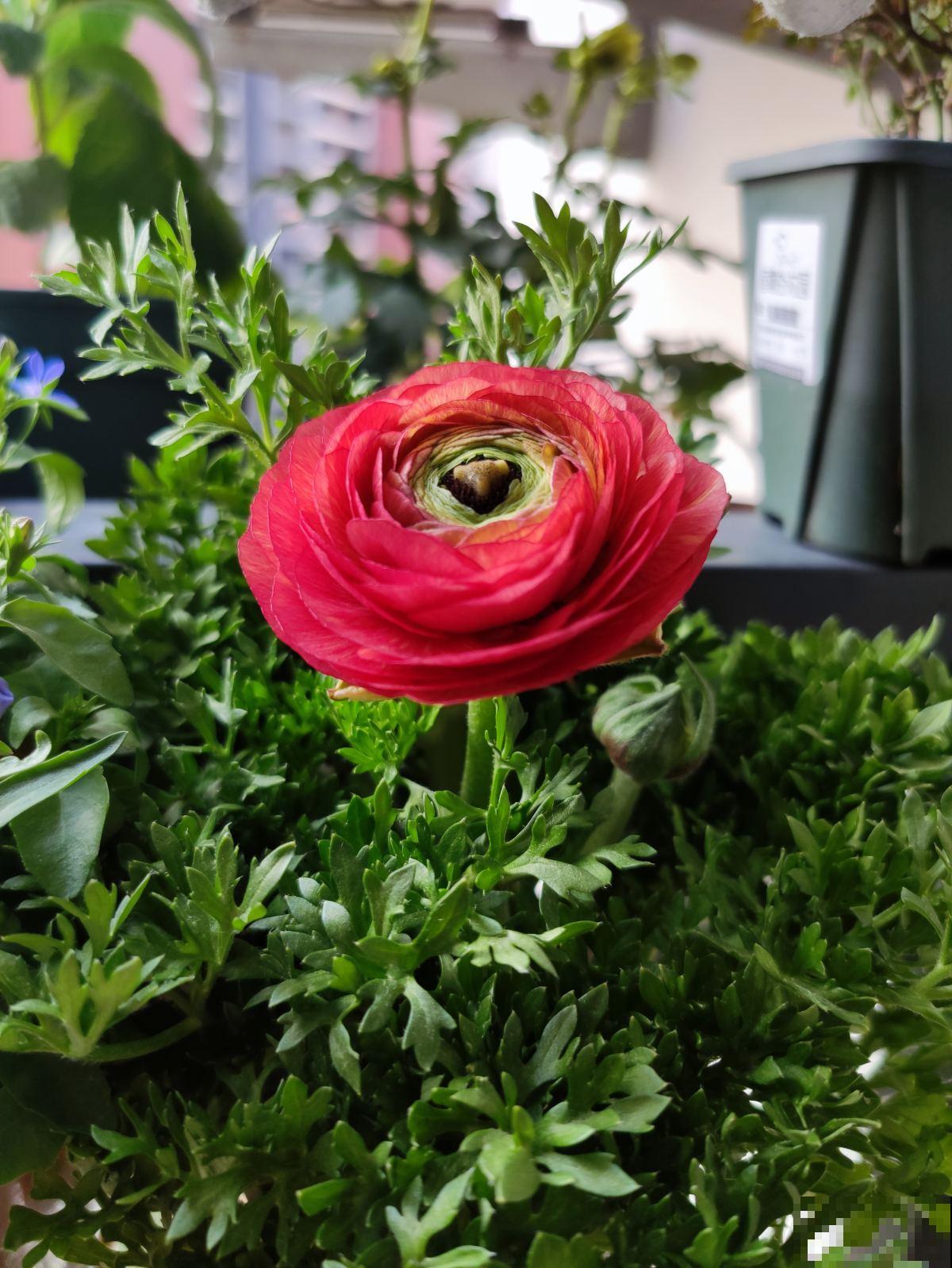 一种花被称作“小牡丹”,叶子像芹菜,4、5月开得正盛 一种花被称作“小牡丹”,叶子像芹菜,4、5月开得正盛