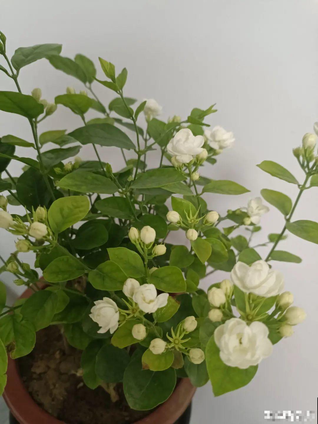 37摄氏度的院子，养这5种花，耐热耐晒开花多