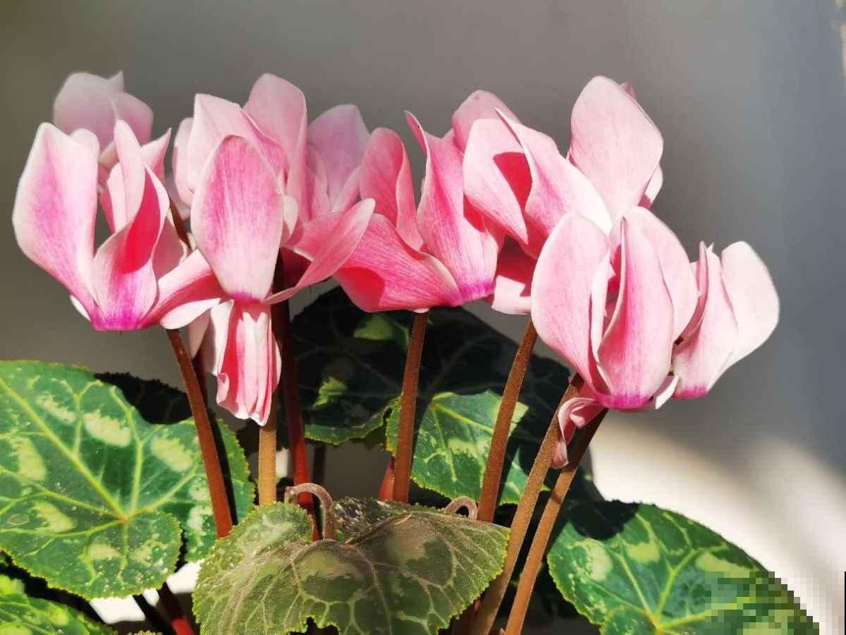现在去花市买花,看到这3种,赶紧带回家,妥妥的捡漏 现在去花市买花,看到这3种,赶紧带回家,妥妥的捡漏