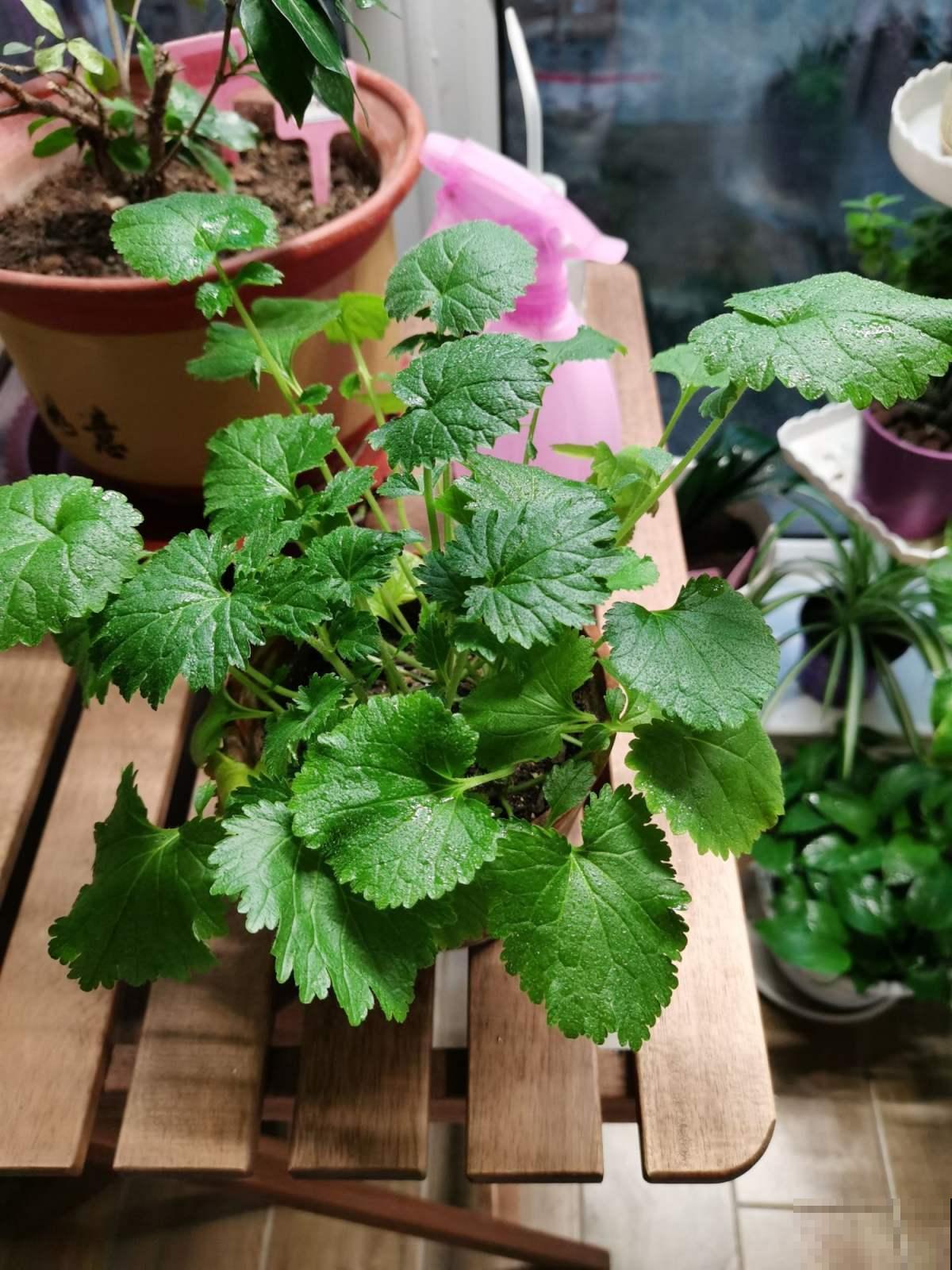 山上常见的野草，居然有大作用，跌打损伤都用它