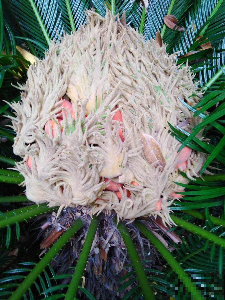 清明节踏青，看到这3类花，千万别采回家