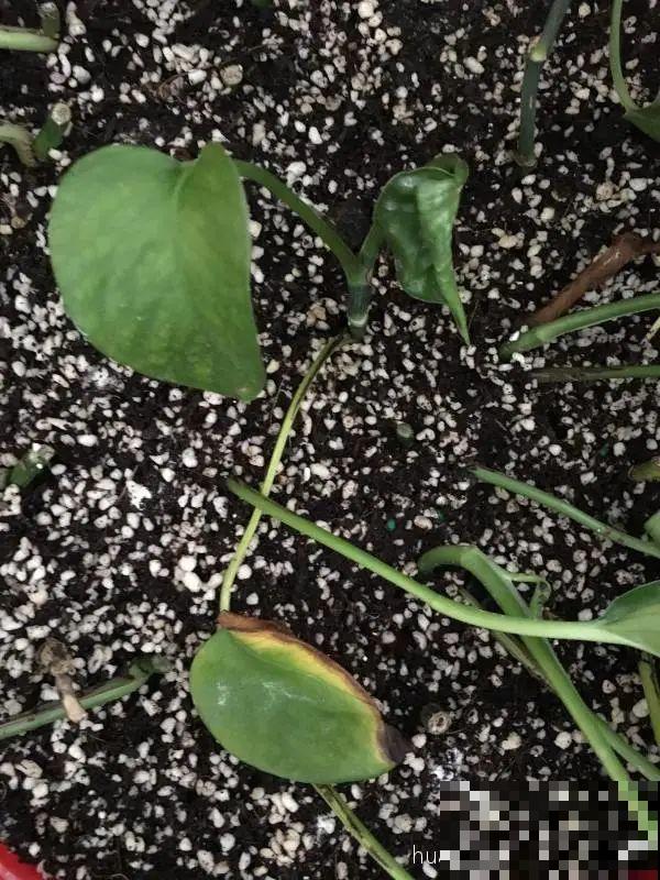 6种花夏天扦插,枝条剁8段、撒土里,3岁小孩都能插活! 6种花夏天扦插,枝条剁8段、撒土里,3岁小孩都能插活!