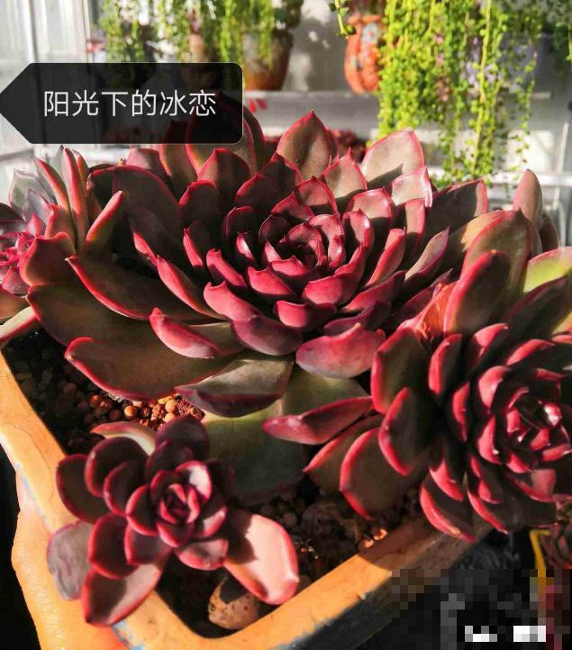 春天的多肉，长成一把大大扇子，看着就是爽