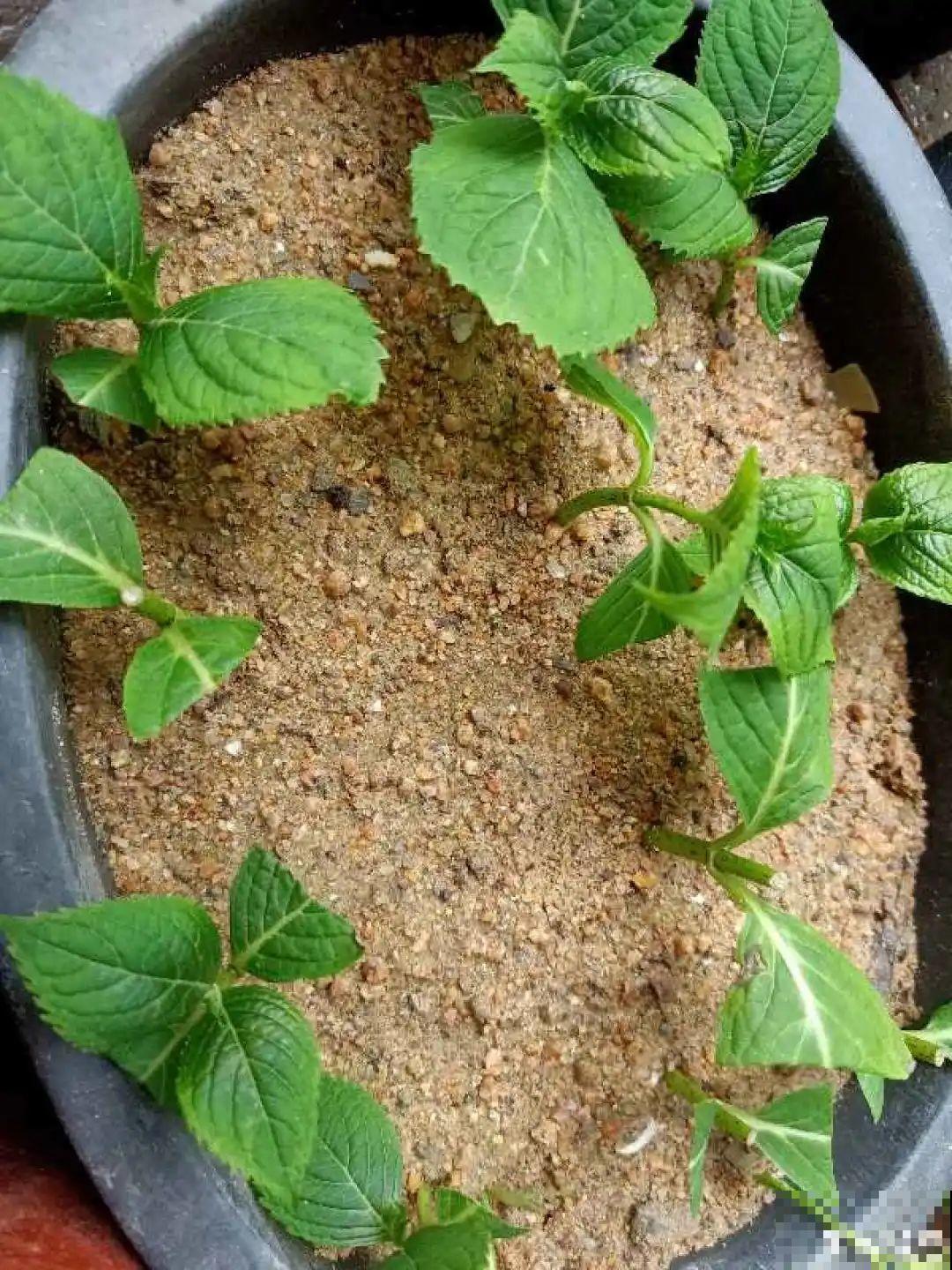 11种常见花，现在扦插，成活率特高