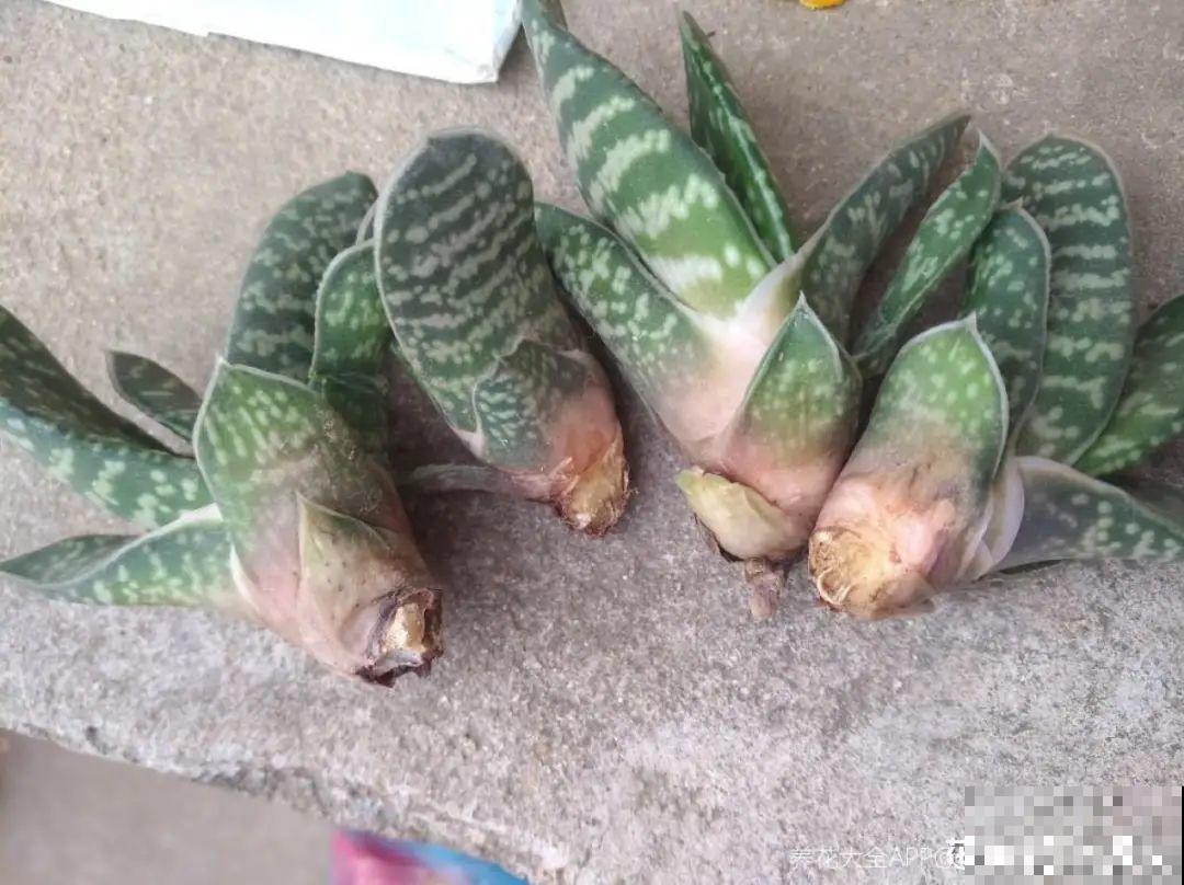 7种“落地生根”花,春天多插几棵,成活率特别高 7种“落地生根”花,春天多插几棵,成活率特别高