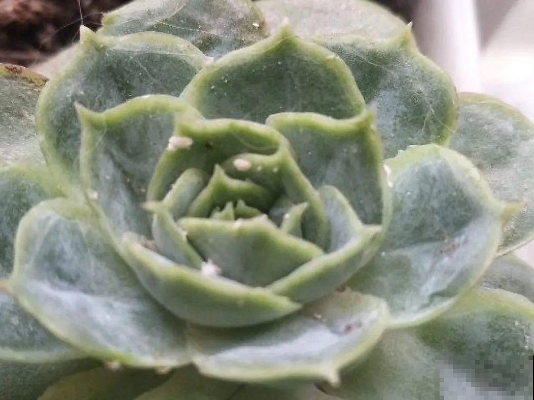 超过28℃,多肉7个现象就很危险,现在知道还不晚 超过28℃,多肉7个现象就很危险,现在知道还不晚