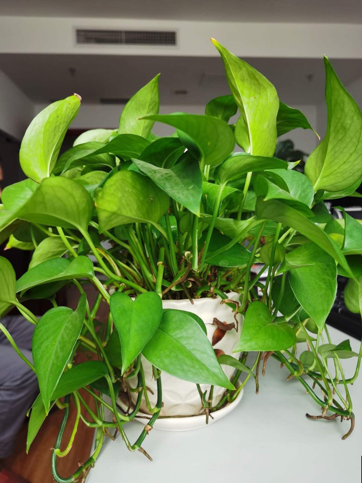 水培植物不好养，掌握这几点，轻松就能养得旺！