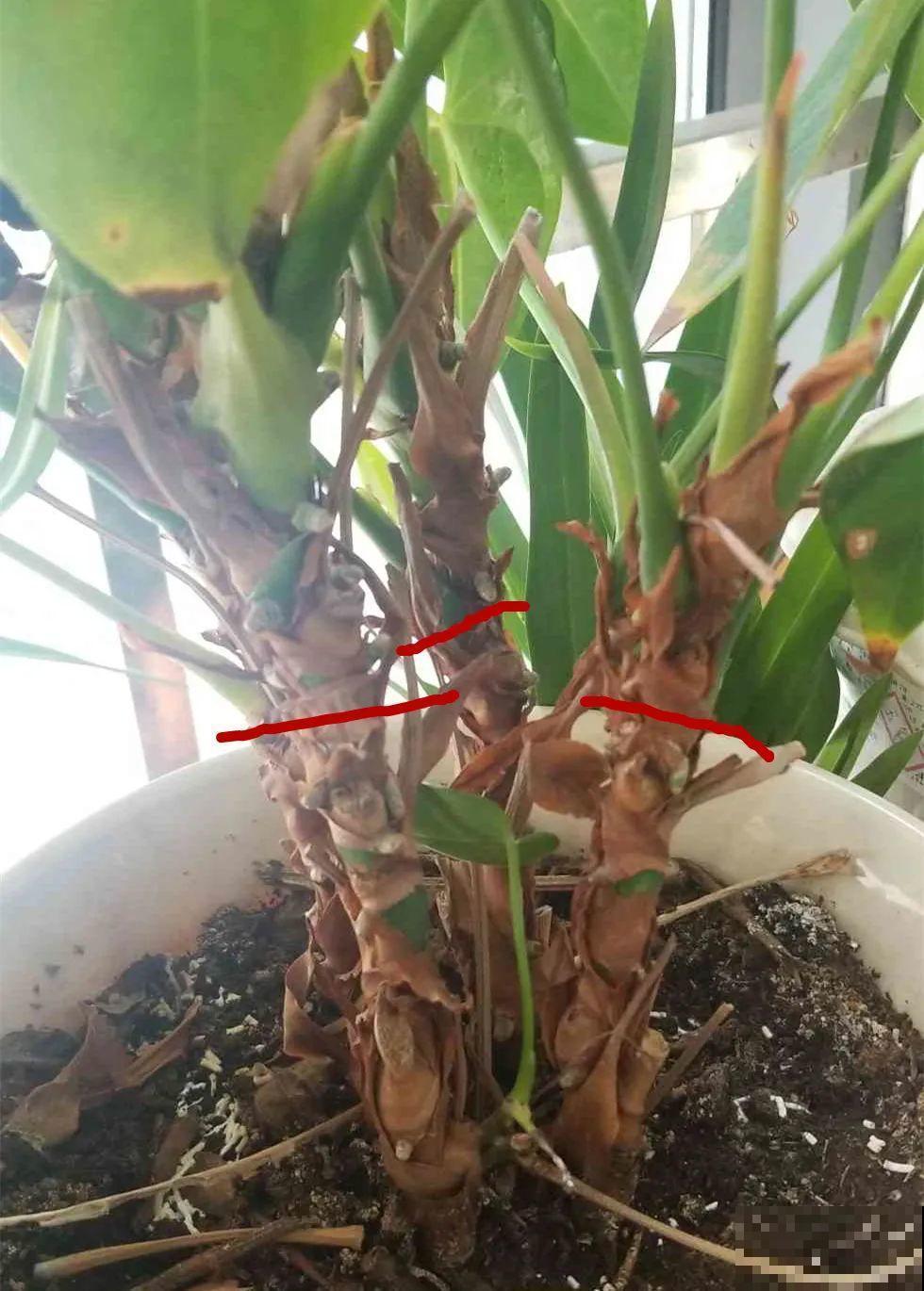 长寿开花后，要好好修剪，很快冒新芽