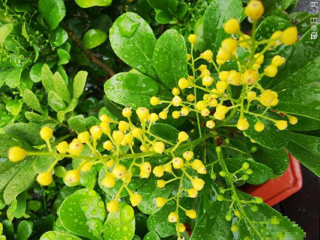 春天肥料要用对，根据植株种类施，效果更好