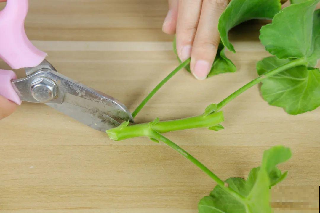 11种常见花，现在扦插，成活率特高