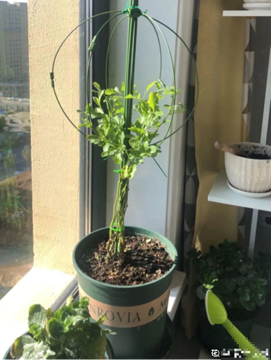 春天给花修剪,花才能呼呼开,俩月开爆盆 春天给花修剪,花才能呼呼开,俩月开爆盆