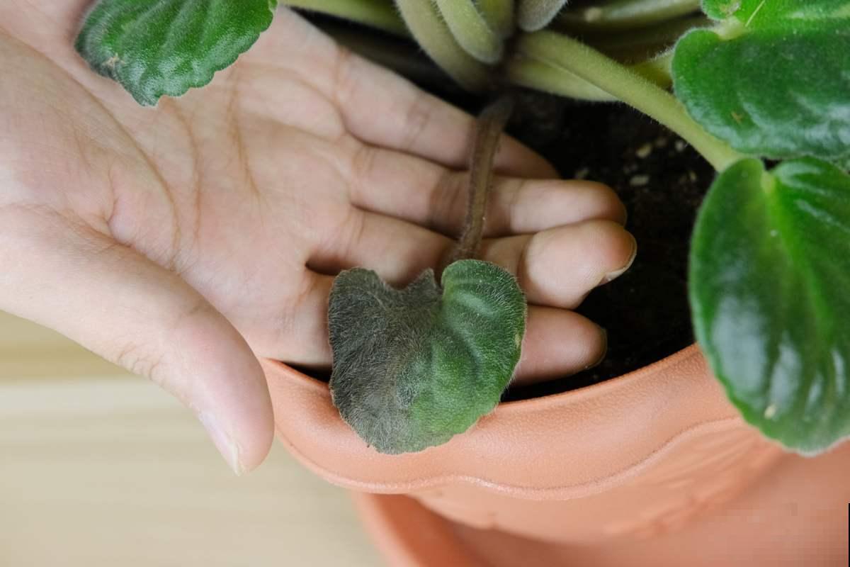 大岩桐养不好,掌握这些技巧,新手养爆盆! 大岩桐养不好,掌握这些技巧,新手养爆盆!