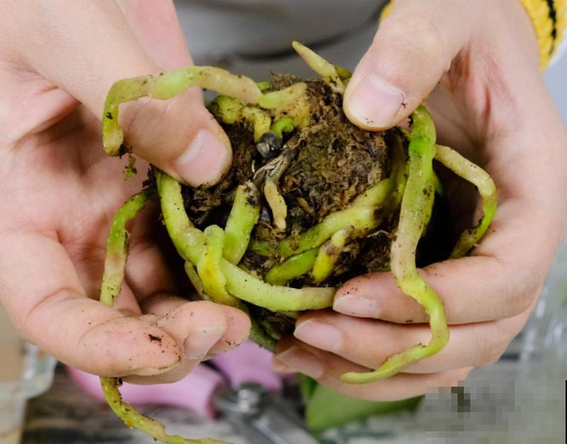 蝴蝶兰现在还不换盆，水苔容易发霉 ，越长越差劲