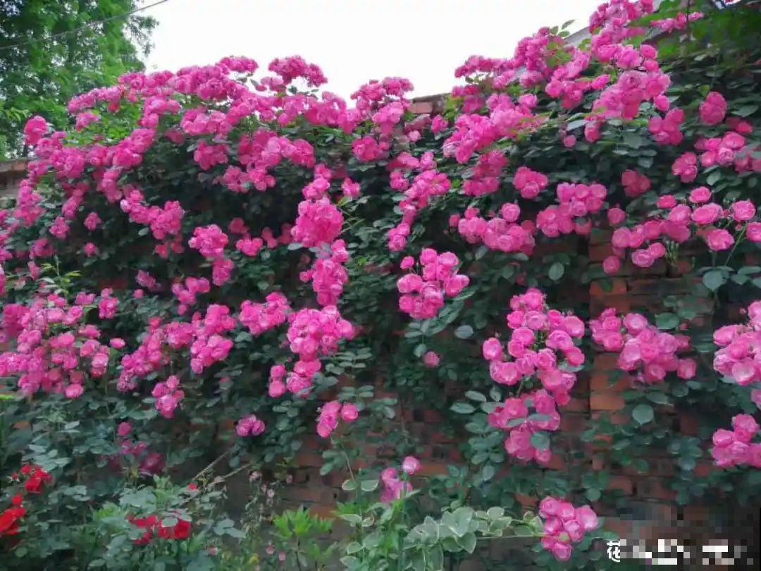 有院子的话，要种一整面花墙，呼呼开爆