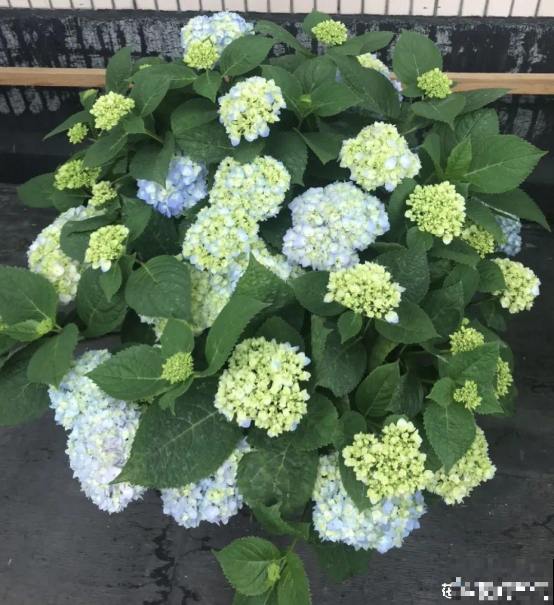 夏天怕晒的花,赶紧搬到阴凉地儿,再晒成枯杆了 夏天怕晒的花,赶紧搬到阴凉地儿,再晒成枯杆了