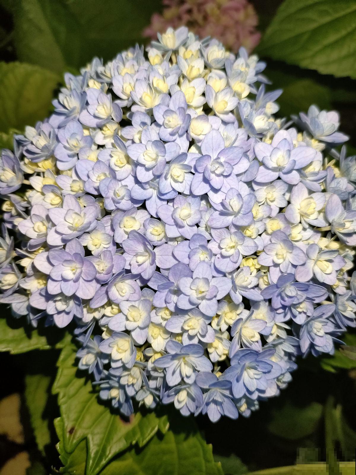 2种植物开花真喜人，一朵比拳头还大， 现在正是花期