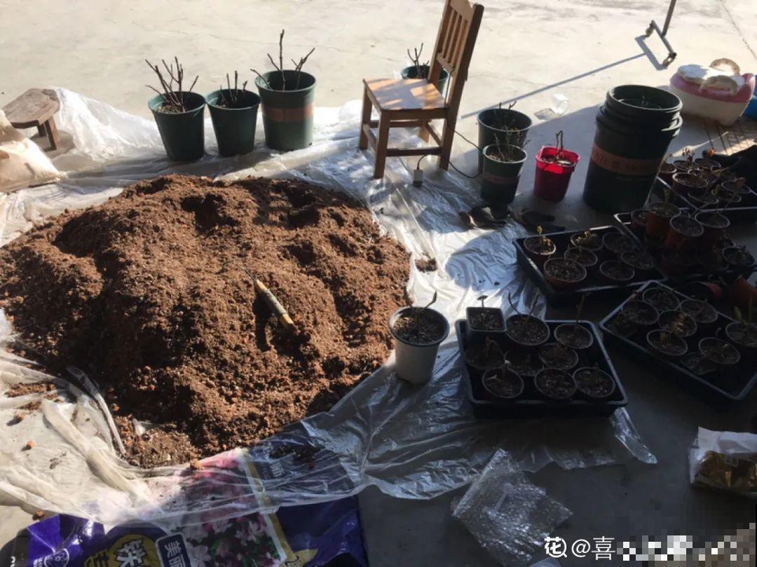 施肥用氮肥要节制，太心急容易烧苗，千万别用多