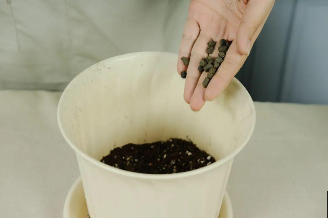 春天最佳繁殖季，扦插播种分株压条，成活率特高