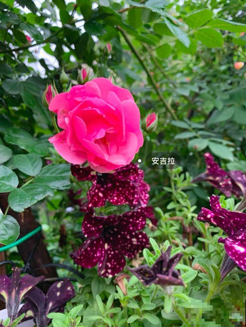 养花不用养太多,这一种花养好了,足够撑起一家门面! 养花不用养太多,这一种花养好了,足够撑起一家门面!