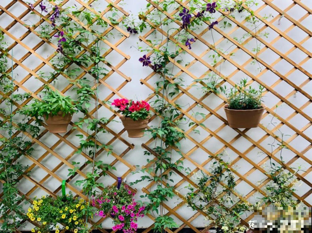 春天来了，有个院子养点花，简直太幸福