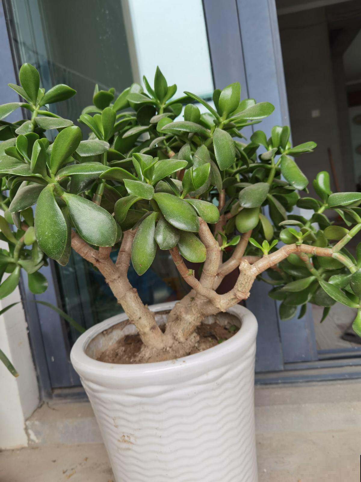 玉树开花真是“好兆头”,吉祥如意还镇宅,记住养护要点最重要 玉树开花真是“好兆头”,吉祥如意还镇宅,记住养护要点最重要