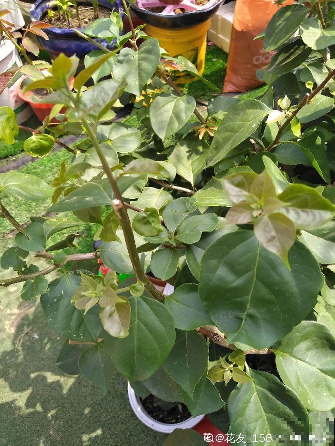 三角梅长不好?赶紧给它摘叶子,摘得越干净,长得越好 三角梅长不好?赶紧给它摘叶子,摘得越干净,长得越好