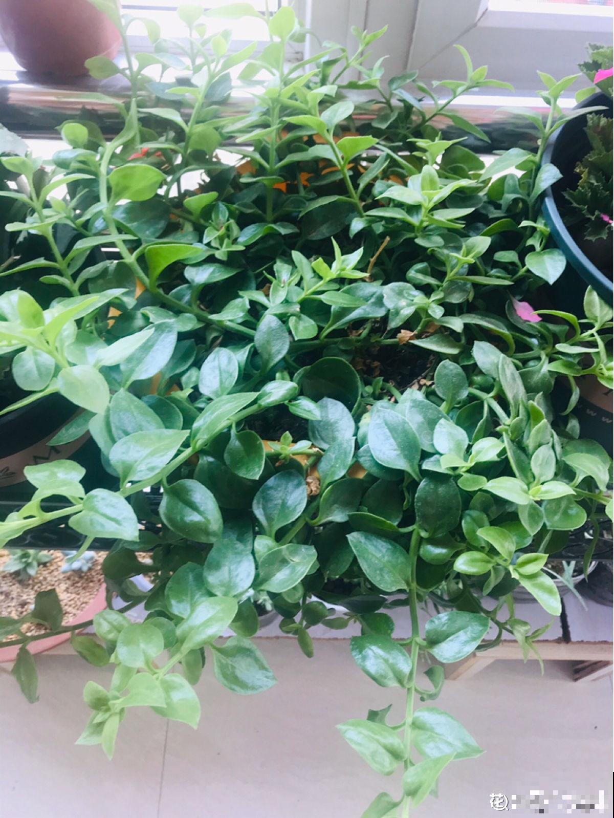 常见的两种花，夏天适合凉拌，清清爽爽特下饭