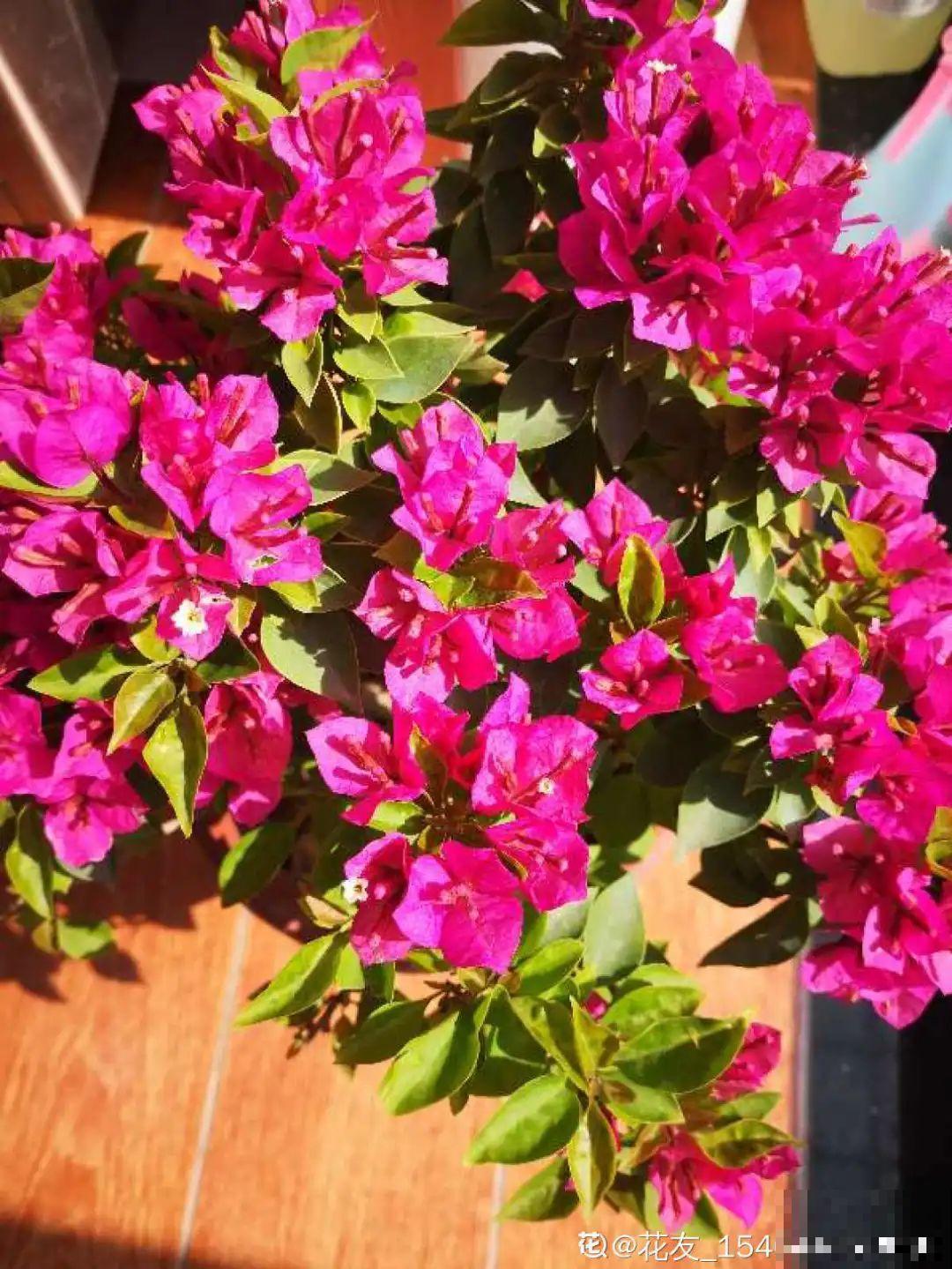 9层楼高的三角梅，足足养了28年，不得不服！