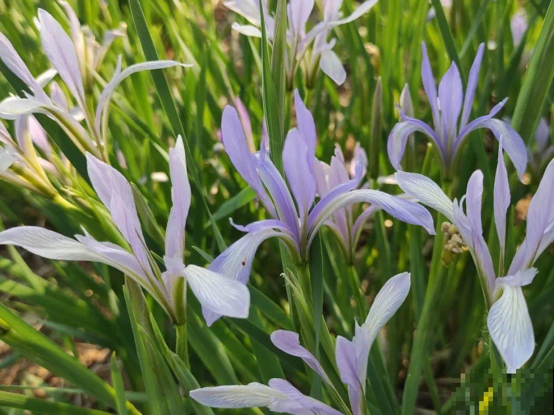 5月出门,收下这份百花图谱,啥花都能叫上名! 5月出门,收下这份百花图谱,啥花都能叫上名!