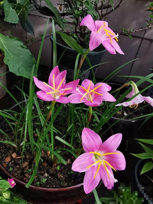 天生爱淋雨的花,越淋雨长得越快,赶紧搬出屋去 天生爱淋雨的花,越淋雨长得越快,赶紧搬出屋去