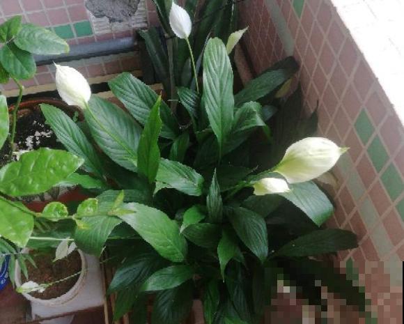 超级“喜水”的花，3天不浇水，就离死不远了