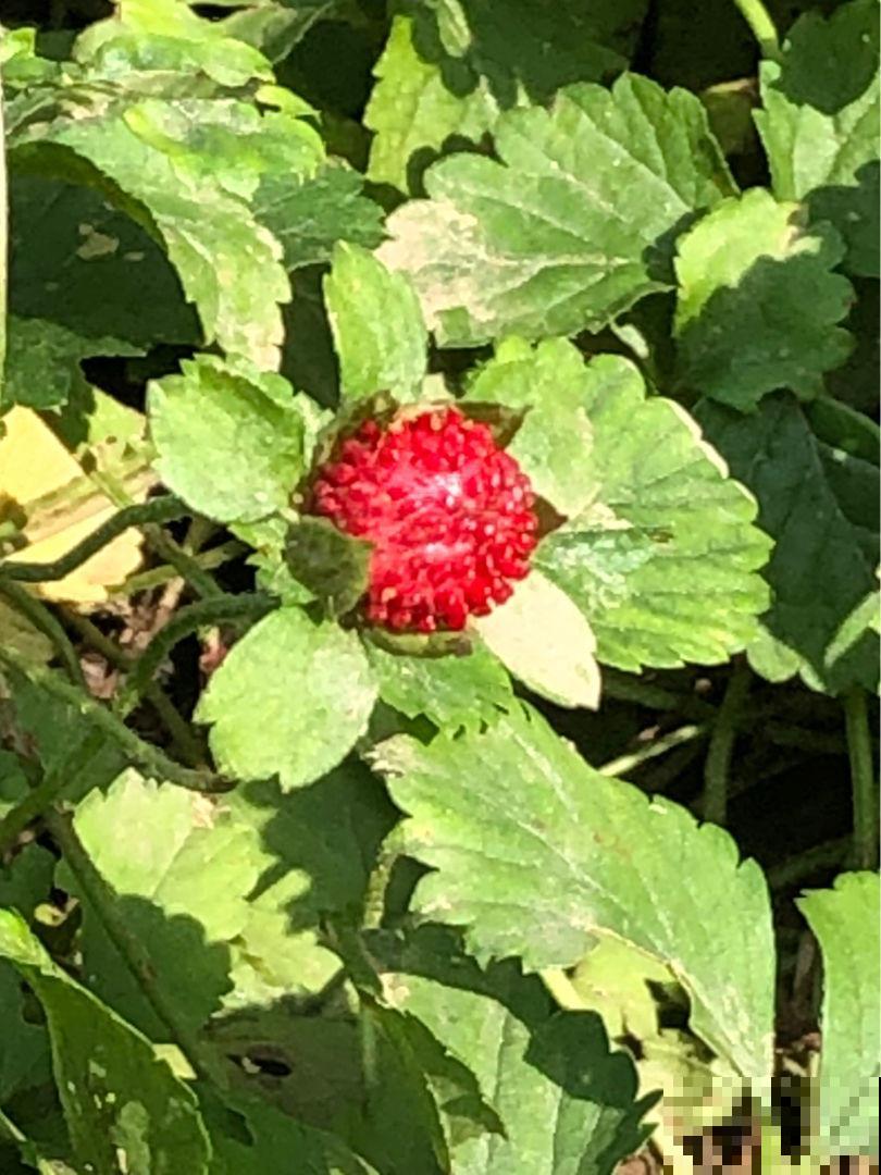 明明那么眼熟的路边花,就是叫不上名字,现在就带你认识一下! 明明那么眼熟的路边花,就是叫不上名字,现在就带你认识一下!