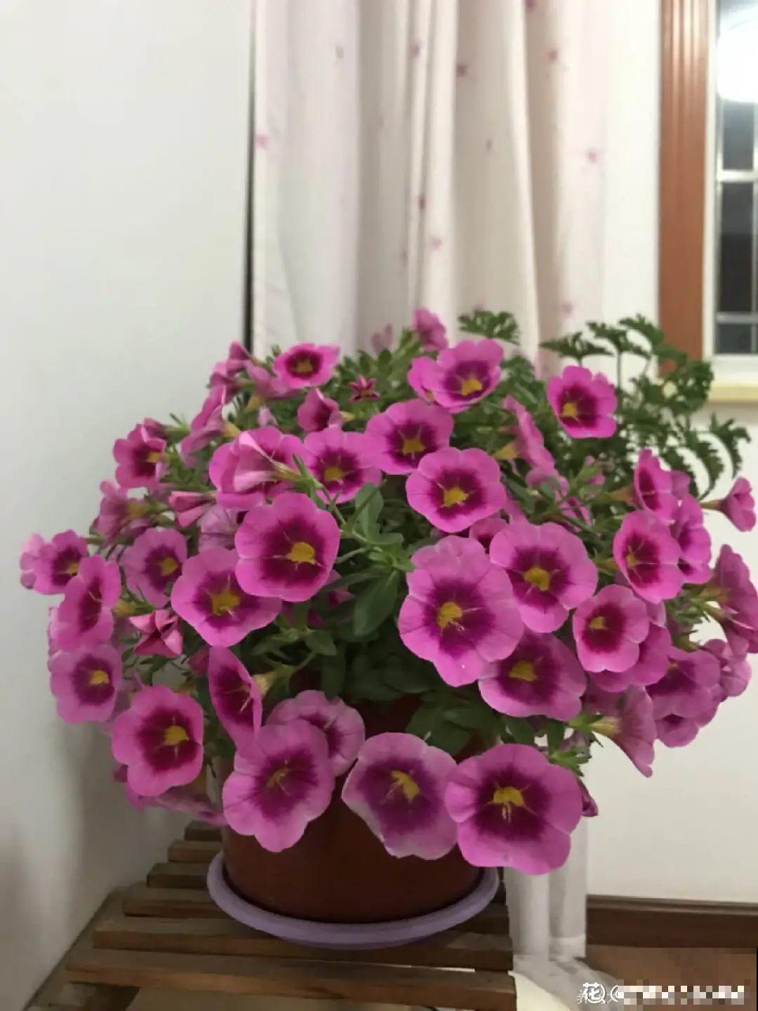 矮牵牛得剪一剪，才能开花多，满盆都是花苞！