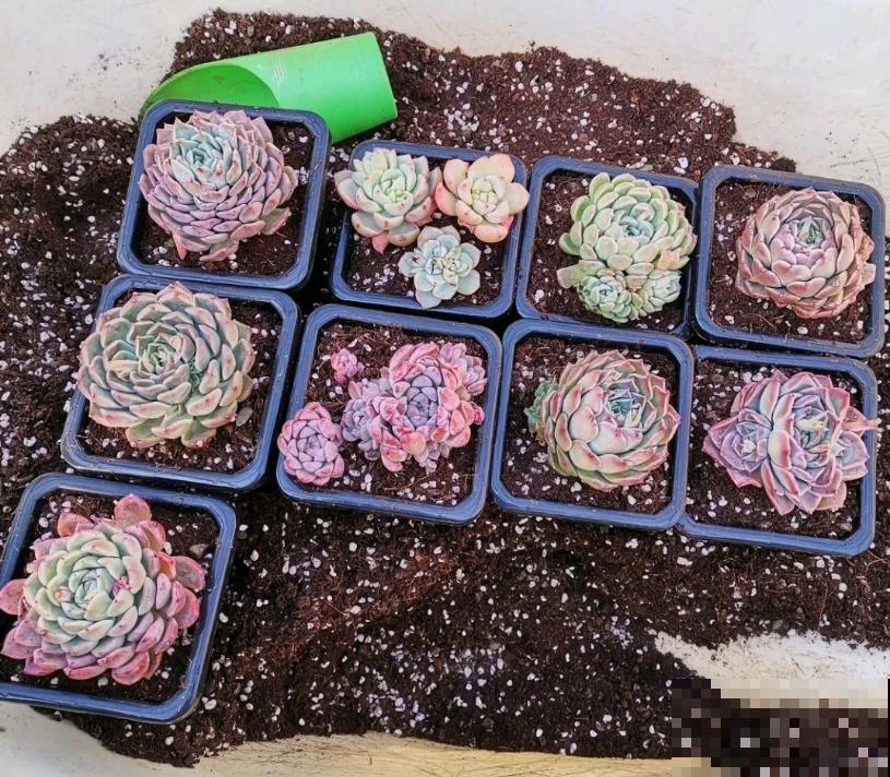 温度差不多稳定了,要准备给多肉换盆,记住这7个步骤 温度差不多稳定了,要准备给多肉换盆,记住这7个步骤