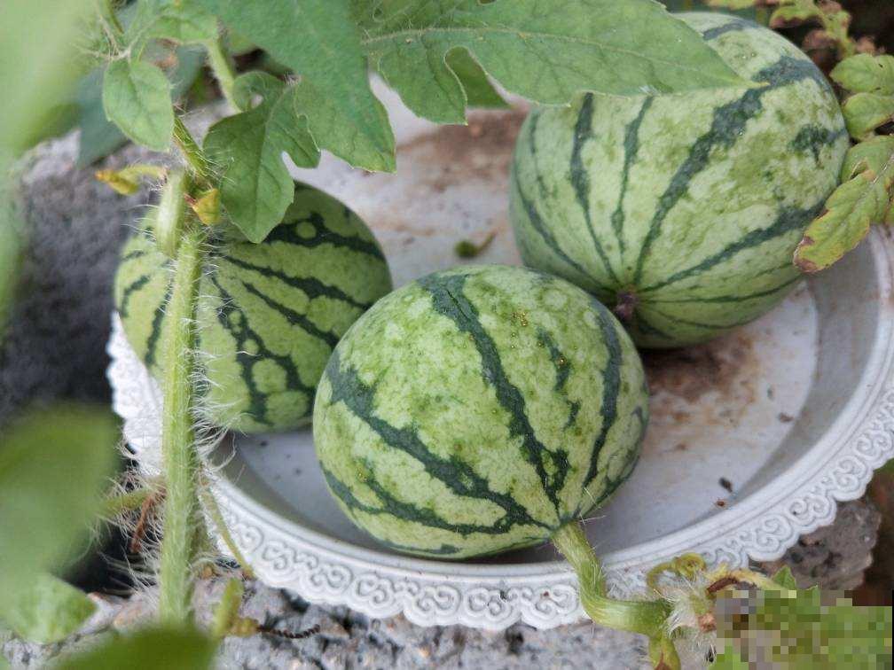 完整攻略教你种西瓜，夏天到了，不出门就能当“吃瓜群众”！