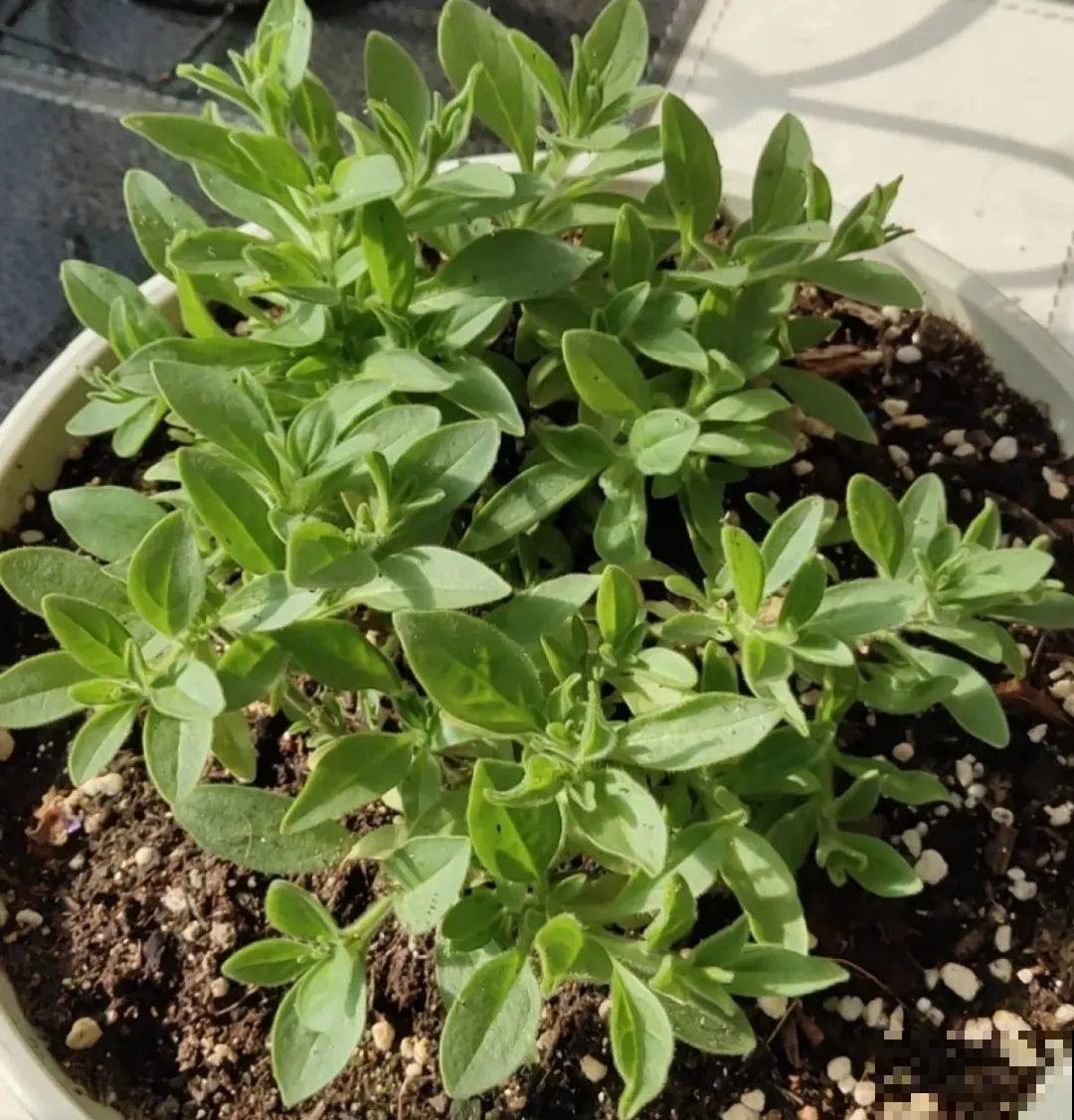 春天给花修剪,花才能呼呼开,俩月开爆盆 春天给花修剪,花才能呼呼开,俩月开爆盆