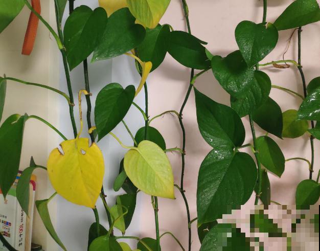 绿萝春天黄叶，赶紧看根部，可能烂了