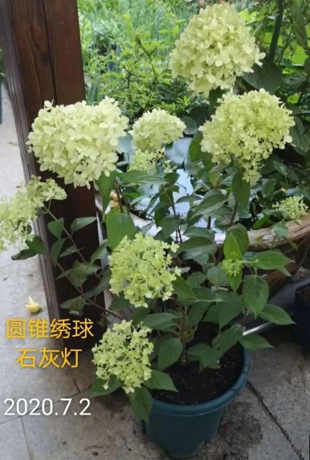 春天养盆绿色花,看着清爽干净,今年一定要养一盆 春天养盆绿色花,看着清爽干净,今年一定要养一盆