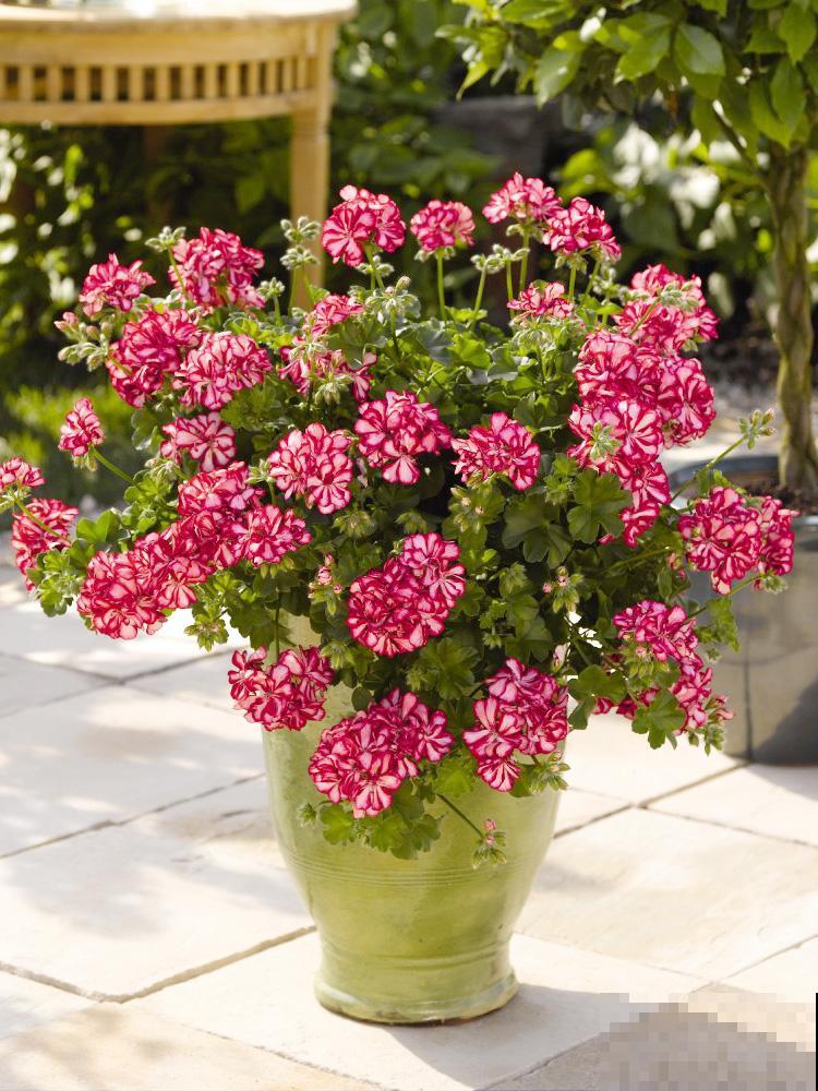 垂吊天竺葵,1年能开上百天,好养不占地儿 垂吊天竺葵,1年能开上百天,好养不占地儿