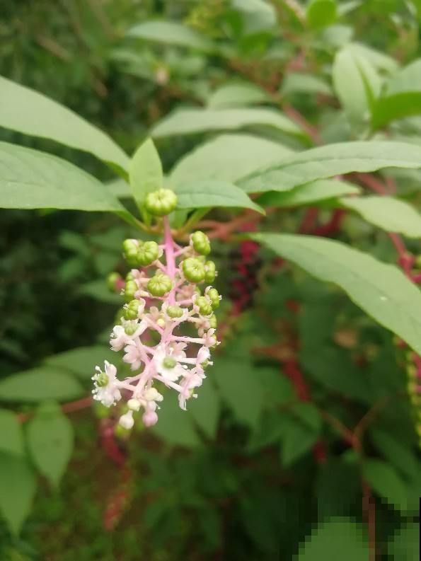 4种有花别养家里，出门也要离远点，因为有毒！