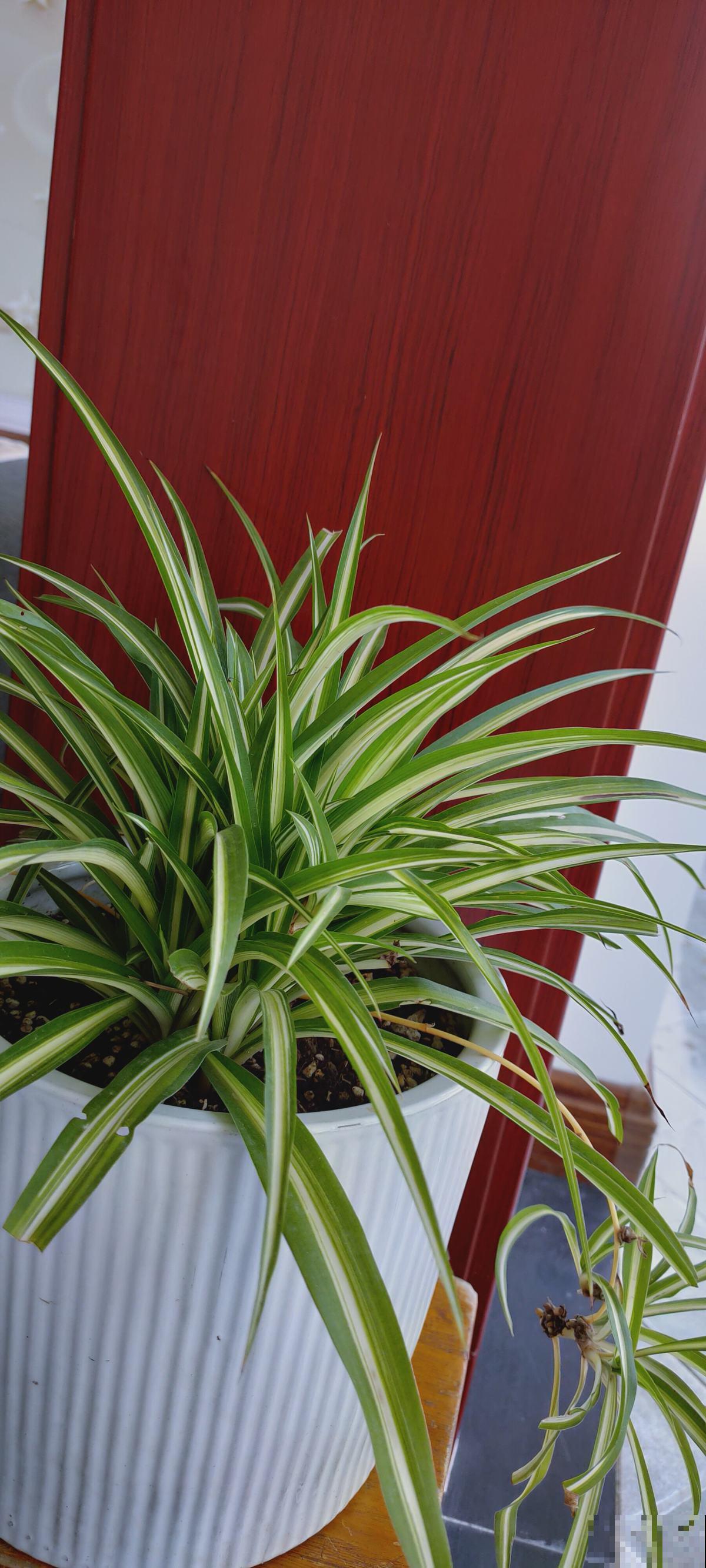 对着吊兰这个位置来一刀，吊兰咔咔直疯长！