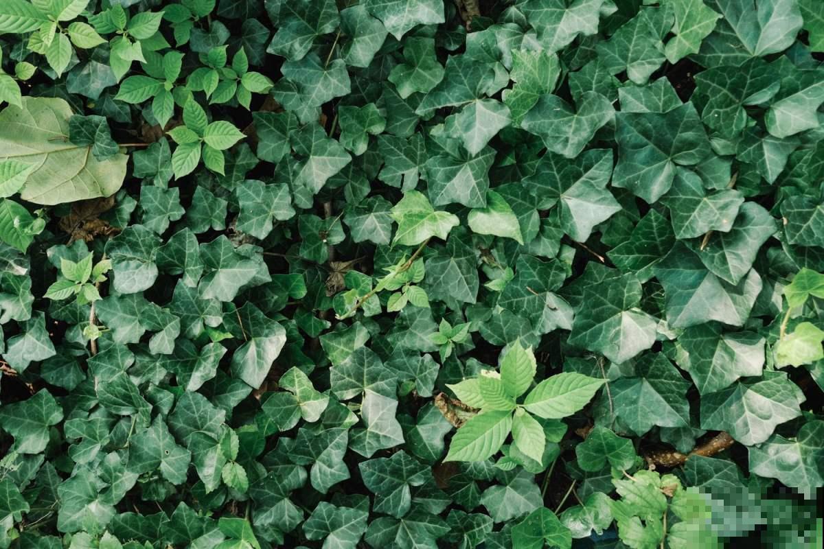 适合养在阳台的4种花，简单打理，轻松长成遮阳帘！